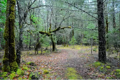 8843 Deer Creek Road, Selma, OR 97538 - Photo 50