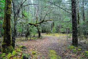 8843 Deer Creek Rd, Selma, OR 97538 - Photo 50