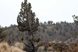 14090 SE Wickiup Rd, Prineville, OR 97754 - Photo 2
