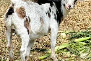 137127 Main St, Crescent, OR 97733 - Photo 44