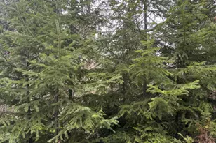 11000 Oregon 227, Trail, OR 97541 - Photo 26