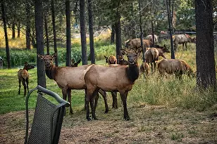 17157 Wood Duck Ct, Bend, OR 97707 - Photo 48