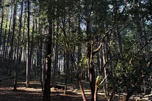 140 Draper Valley Rd, Selma, OR 97538 - Photo 6