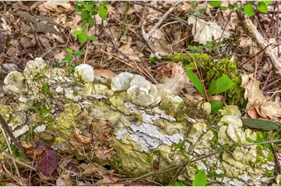 13645 E Evans Creek Road, Rogue River, OR 97537 - Photo 30