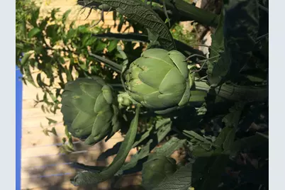 100 Christian Avenue, Talent, OR 97540 - Photo 20