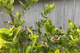 404 Lindilu Ln, Cave Junction, OR 97523 - Photo 54