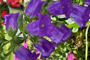 404 Lindilu Ln, Cave Junction, OR 97523 - Photo 56