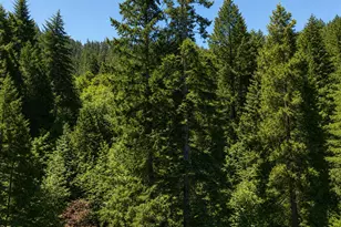 3727 Coyote Creek Rd, Wolf Creek, OR 97497 - Photo 28