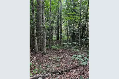 Tbd Soney Lane, Gatesville, NC 27938 - Photo 4