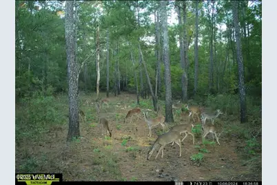 250 Long Bluff Road, Currie, NC 28435 - Photo 36