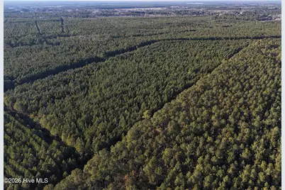 40 Acres Haw Branch Road, Beulaville, NC 28518 - Photo 2