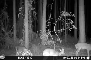 645 Bent Knee Rd, Keysville, GA 30816 - Photo 26