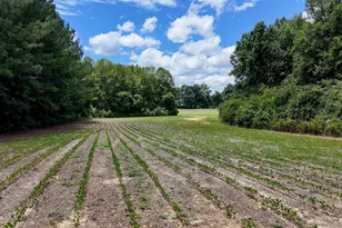 1428 Deberrys Mill Rd, Conway, NC 27820 - Photo 88