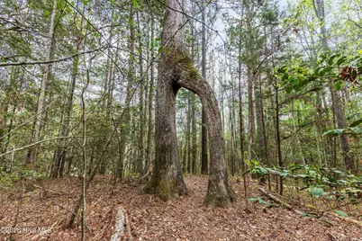 215 Cameron Camp Road, Cameron, NC 28326 - Photo 58