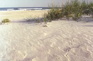 6832 Beckman Cir SW, Ocean Isle Beach, NC 28469 - Photo 8