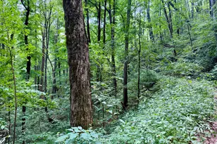 4181 Huffman Creek Rd, Robbinsville, NC 28771 - Photo 40