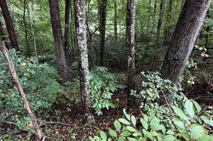 0 Little Wolfcreek Rd, Murphy, NC 28906 - Photo 1