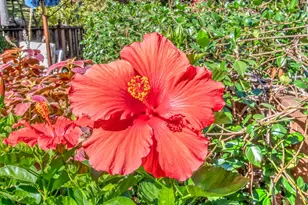 313 Live Oak Rd, Aiken, SC 29803 - Photo 38