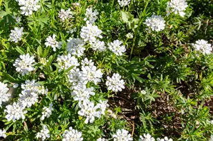 125 Laurel Oak Dr, Aiken, SC 29803 - Photo 38