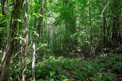 0 E Buffalo, Robbinsville, NC 28771 - Photo 4