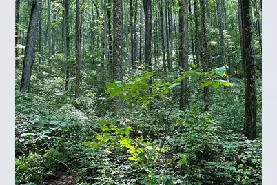 00 Burnt Leaf, Hayesville, NC 28904 - Photo 12