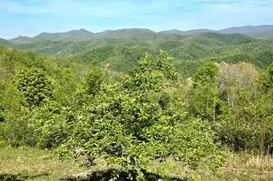 795 Porterfield Gap Rd, Robbinsville, NC 28771 - Photo 80