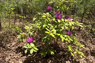 230 Putt Putt Ln, Murphy, NC 28906 - Photo 36