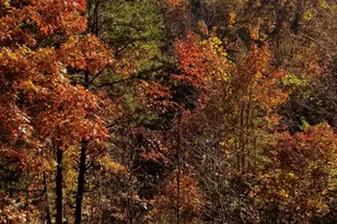 88 Meadowlark Terrace, Murphy, NC 28906 - Photo 56