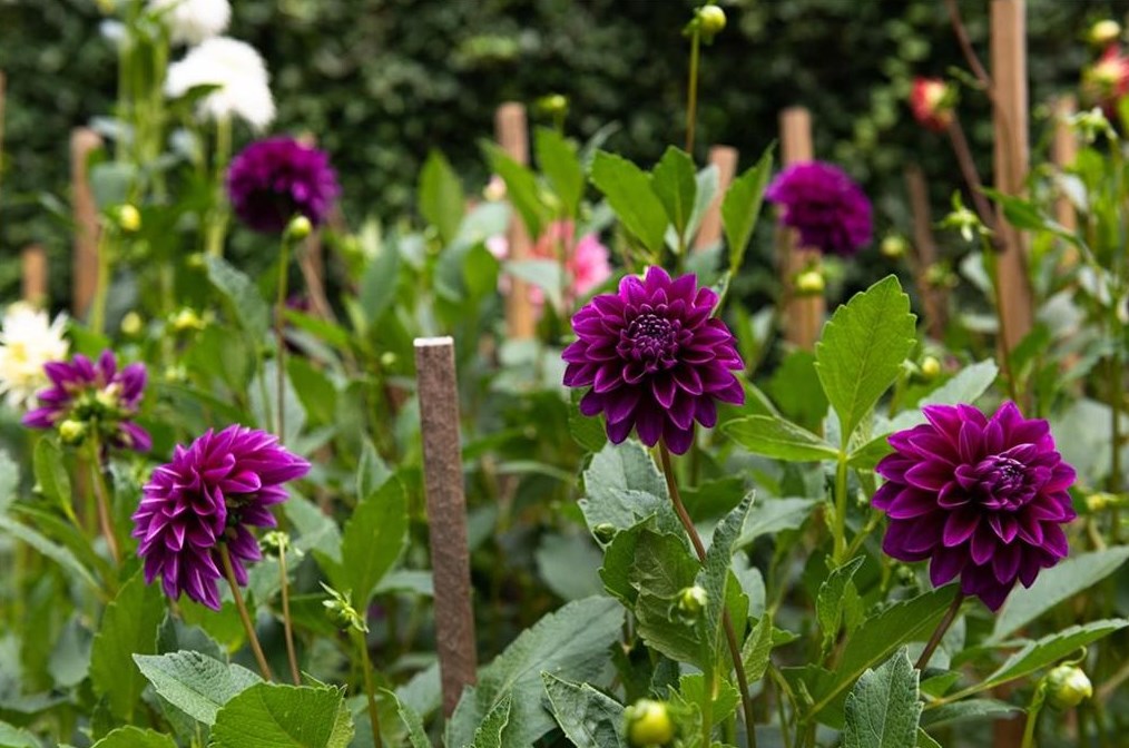 2841 Vernon Rd, Atlanta GA  30305-2934 exterior