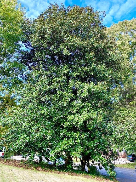 2525 Wilson Woods Dr, Decatur GA  30033-3738 exterior