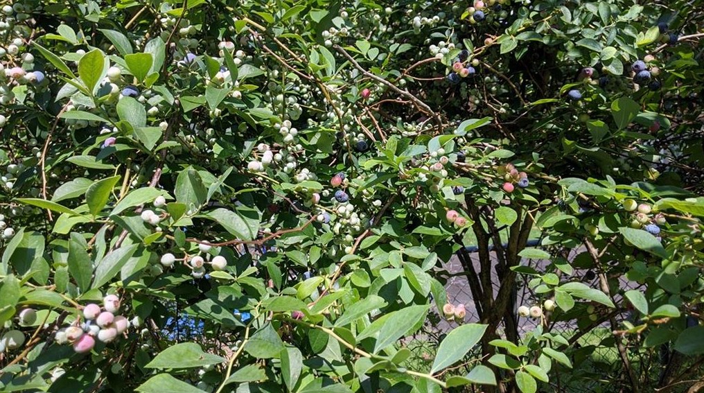 4356 Cook Pl, Decatur GA  30035-1703 exterior