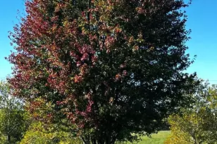 11882 Clovis Pickett Rd, Vevay, IN 47043 - Photo 30