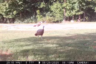 5032 Nell Lee Rd, Bennington, IN 47011 - Photo 34