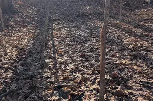 5032 Nell Lee Rd, Bennington, IN 47011 - Photo 40