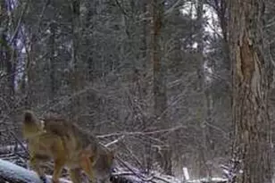 6274 Sr 129, Vevay, IN 47043 - Photo 60