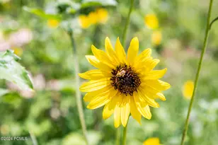 2121 E Flat Top Mountain Dr, Heber City, UT 84032 - Photo 64