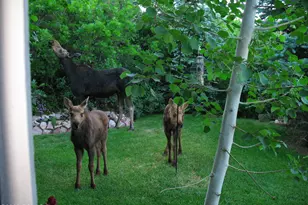 7436 Tall Oaks Dr, Park City, UT 84098 - Photo 30