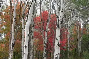 7436 Tall Oaks Dr, Park City, UT 84098 - Photo 44