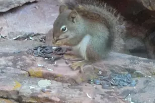 7436 Tall Oaks Dr, Park City, UT 84098 - Photo 48