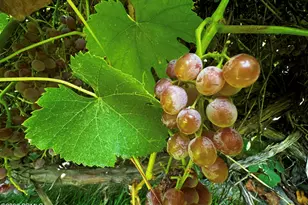 960 E Sagehill Dr, Millcreek, UT 84124 - Photo 30