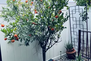 246 Laredo Dr, Palm Springs, CA 92264 - Photo 22