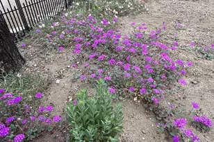 59307 Courtesy Dr, Mountain Center, CA 92561 - Photo 4