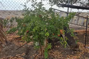 1393 Pine Pl, Thermal, CA 92274 - Photo 54