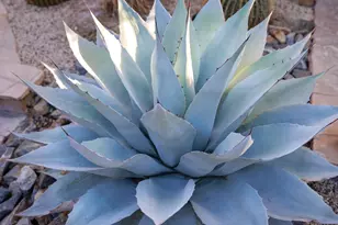 100 Barcelona Ln, Palm Desert, CA 92211 - Photo 6