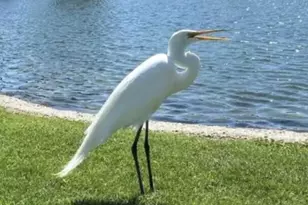 74711 Dillon Spc 959, Desert Hot Springs, CA 92241 - Photo 38