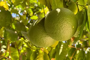 80394 Ave 48, Indio, CA 92201 - Photo 14