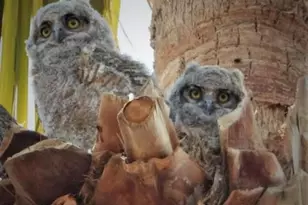 74711 Dillon Rd Spc 962, Desert Hot Springs, CA 92241 - Photo 54