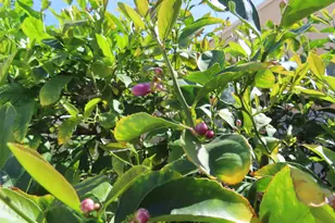 3092 Sunflower Cir E, Palm Springs, CA 92262 - Photo 10