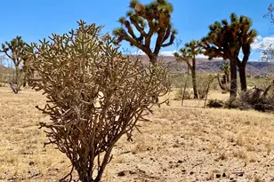1588 Old Woman Springs Rd, Yucca Valley, CA 92284 - Photo 62