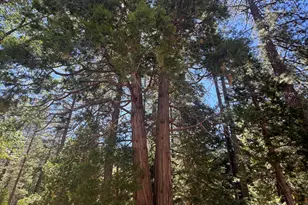 52660 Forest Rte 4S02, Idyllwild, CA 92549 - Photo 70